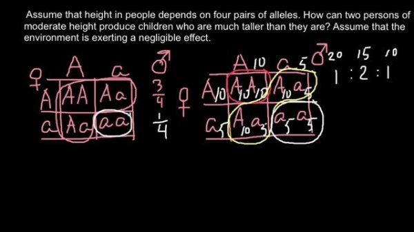 How can two persons of moderate height produce tall children?