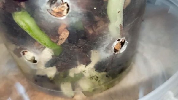 Орхидея фаленопсис пульхеримма Пинк P. Phalaenopsis pulcherrima pink, Азия. Редкая новинка. Описани