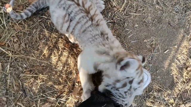Голубоглазое чудо.Little white tiger.Taigan Lions Park смотреть онлайн