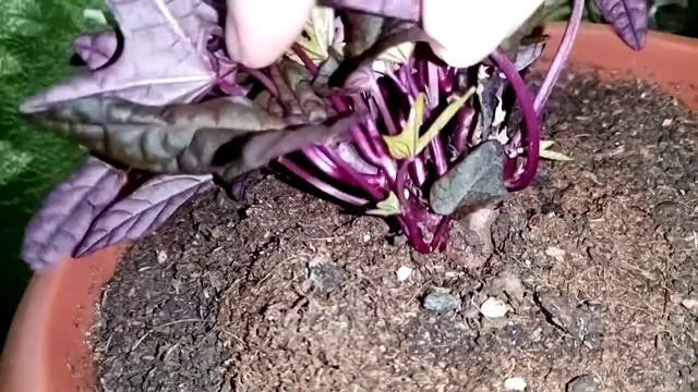 ? Ипомея БАТАТ, ВОТ ЭТО РОСТ ☝, ВОТ ЭТО КОРНИ ? смотреть онлайн