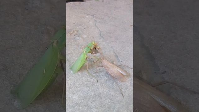 Самка и самец богомолы.Объясняются. смотреть онлайн