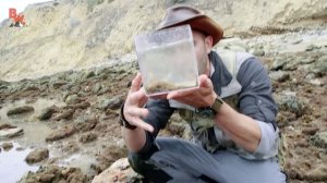 УДИВИТЕЛЬНЫЙ ОСЬМИНОГ / МЫ ЕГО НАШЛИ! / Койот Питерсон на русском