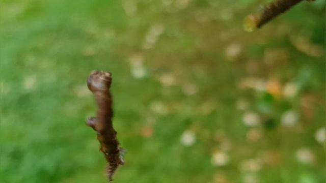 Гусеница палочник смотреть онлайн