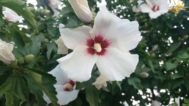 Шымкент  Прогулка по красоте