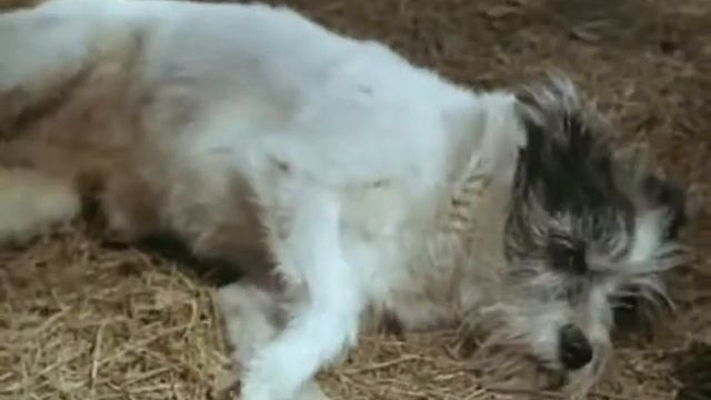 На белый свет не жалуйся   Завтрак на траве