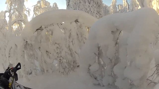 Pro RMK 800 2012 Tight tree riding! смотреть онлайн