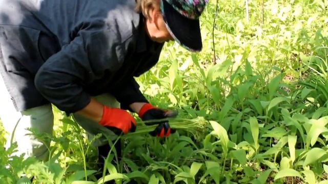 Сбор черемши и папоротника в Дальневосточной тайге смотреть онлайн