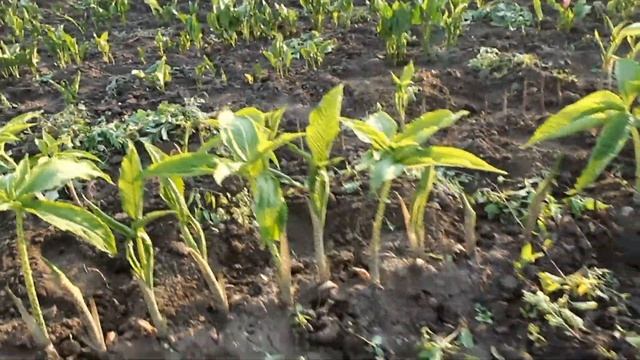 Сауроматум, эксклюзивные цветы на городе