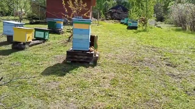 Накопление Живой Массы!#пчеловодство #пчёлы #природа #пасека смотреть онлайн