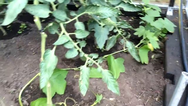 КАК вырастить ДЫНЮ в теплице. НЕОБЫЧНЫЙ СПОСОБ выращивания дыни на даче. смотреть онлайн