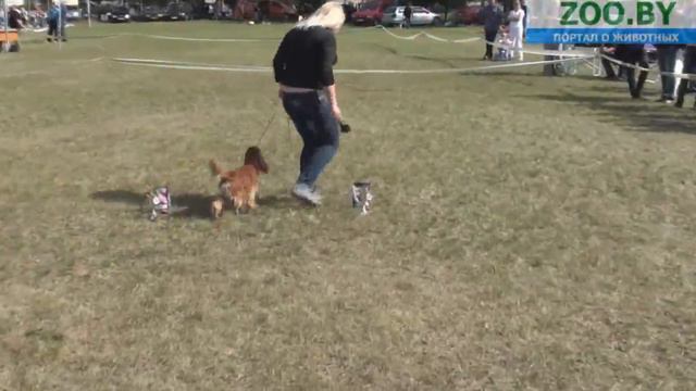 Best in Show! смотреть онлайн