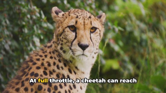 🐾 Crazy Beastly Facts Unbelievable Animal 🐾 смотреть онлайн