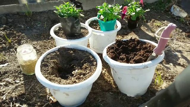 Как высадить ПЕТУНИЮ в кашпо правильно? Мои секреты и опыт смотреть онлайн