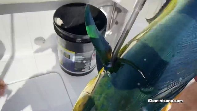 Индивидуальная трофейная рыбалка в Доминикане: гигантская дорадо - iDominicana.com смотреть онлайн