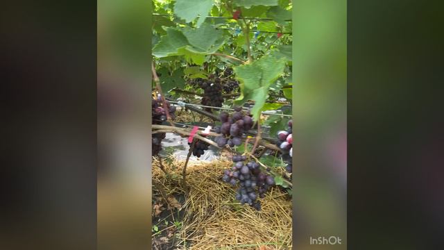 Виноград Подарок Несветая