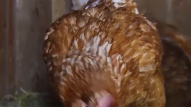 УШИ, ЛАПЫ, ХВОСТ! (ПЕТУХ) смотреть онлайн