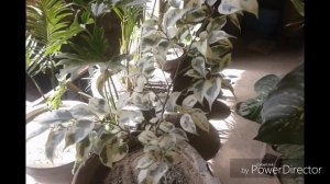 Starlight Ficus Care and Growing Tips || With all detail Discussion on Starlight Ficus Plant.