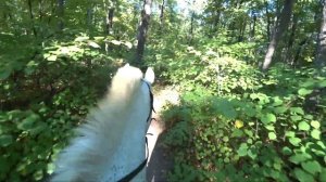 Прогулка на лошади по лесу   (ОТ ПЕРВОГО ЛИЦА)