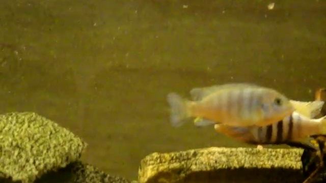 Лабидохромис перлмут,цинотиляпия пульпикан. смотреть онлайн