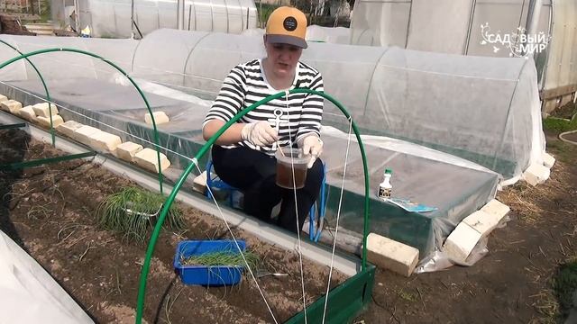 Высадка рассады лука эксибишен у грунт. Маленькие секреты посадки лука от профессионалов. смотреть онлайн