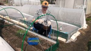 Высадка рассады лука эксибишен у грунт. Маленькие секреты посадки лука  от профессионалов.