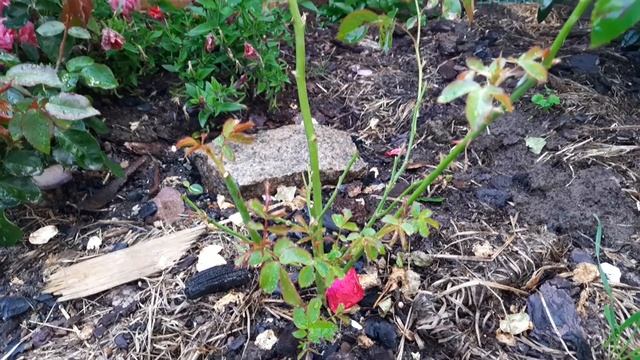 Сильные и слабые розы. Северо-запад. смотреть онлайн