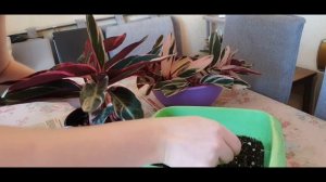 Строманта триколор. Пересадка 04.2023