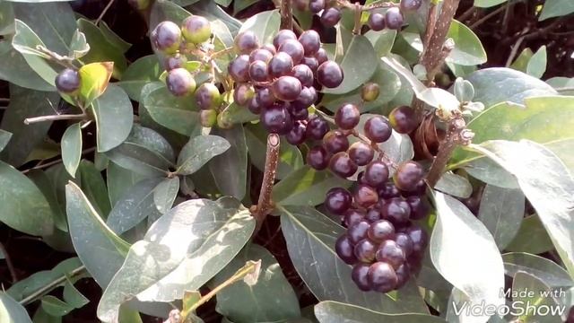 Декоративные кустарники. Decorative shrubs. смотреть онлайн