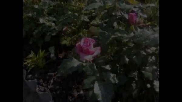 РОЗА ЛАВЕНДЕР (Lavender)