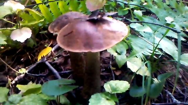 Грибы у платформы 73 км. Волокаламское направление МО (09.09.2014 12:46) смотреть онлайн