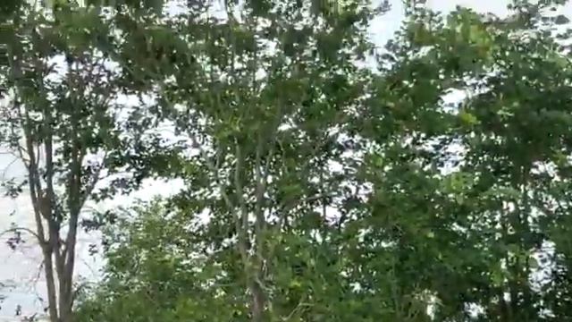 Plot for sale near Yadagirigutta.200 sqyad Rs.6 laks only. with red sandal trees.9848209808 смотреть онлайн