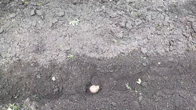 Как посадить картошку одной легко и быстро? Посадка картофеля без мужчин и усилия смотреть онлайн