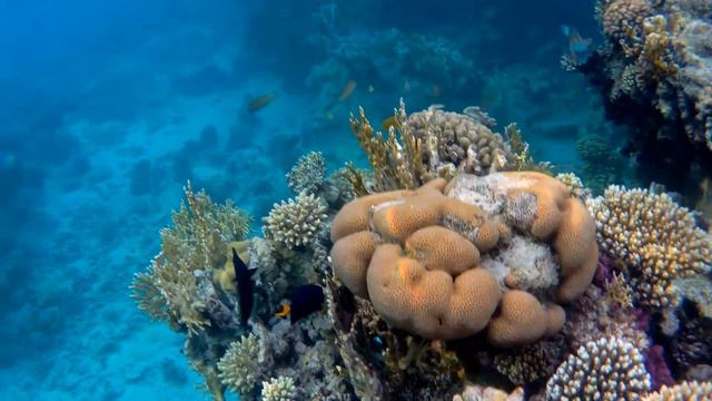 Египет 2022. #5. 45 минут полного релакса! Коралловый риф отеля Mōvenpick Resort Sharm El Sheikh смотреть онлайн