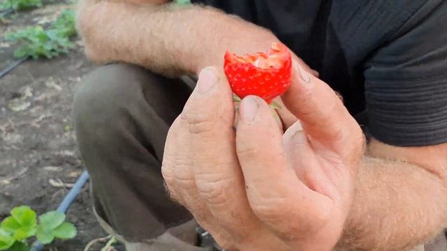 Клубника Маджестик - новейший высокоурожайный ремонтантный сорт итальянской селекции.Новинка 2019г смотреть онлайн