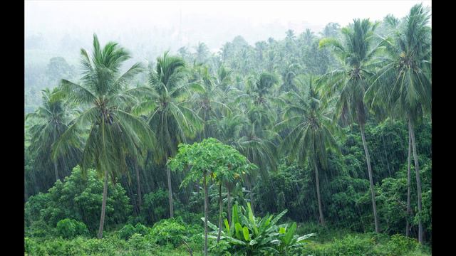 [ASMR/AMBIENCE] Heavy Rain Sounds In The Jungle | 1 HOUR