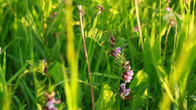 История о девочке в поле. Работа над ошибками. смотреть онлайн