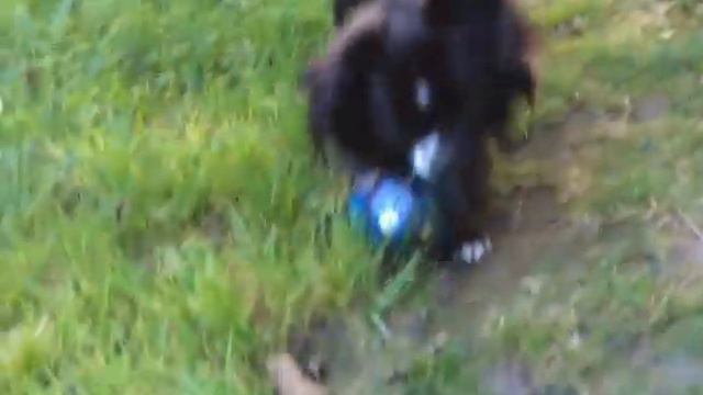 AMOR MILAGRO - Chihuahua puppies rare and classic colors смотреть онлайн