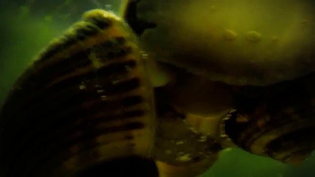 How Snails Arrgh Made (WARNING)