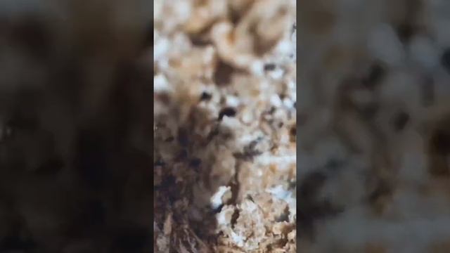 Овсяное печенье пп смотреть онлайн