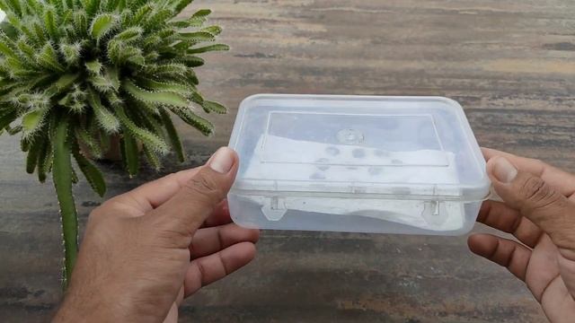 How to grow Parijat plant from seeds // ऐसे उगाऐ पारिजात / हरसिंगार के पौधे बीज से । смотреть онлайн