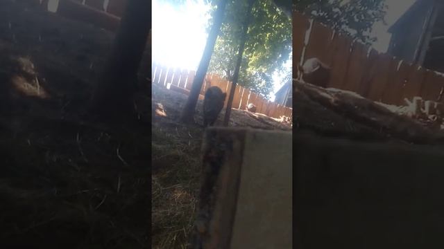 Жизнь кабанов в вольер. смотреть онлайн