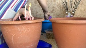 Сохраняем пион до высадки в грунт. Посадка пиона в кашпо!