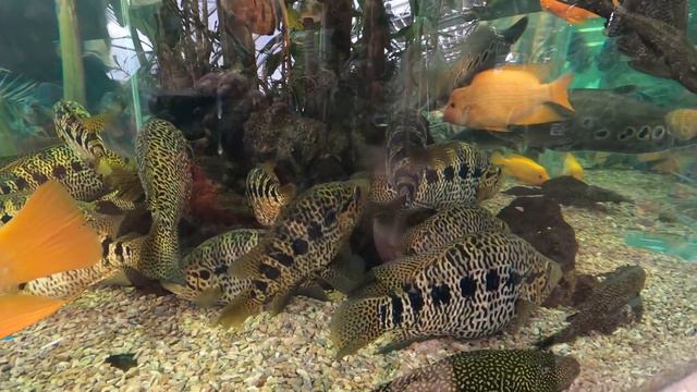 06 01 2022 Парк Солнечный остров зоопарк часть 1 смотреть онлайн