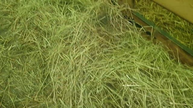 Ярки Дорпер в продаже +375296554488 #dorpersheep #dorper #дорпер #семейнаяферма смотреть онлайн