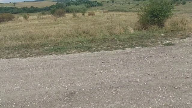 Вот так вот отпугиваю диких кабанов ??? смотреть онлайн
