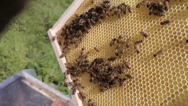 Пасека в болоте! И в Праздник работают! смотреть онлайн