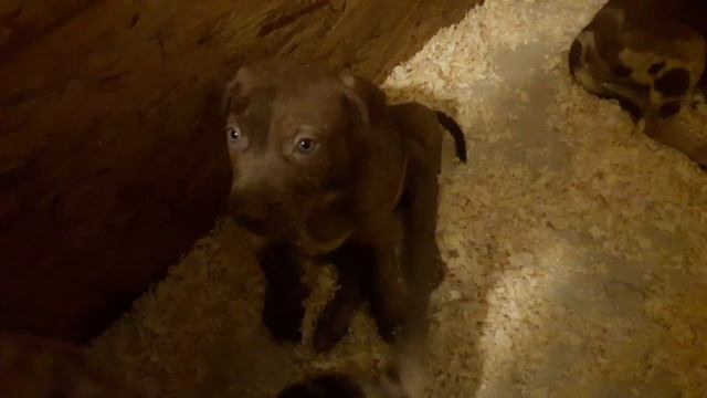 Catahoulas puppy 7 weeks old! смотреть онлайн