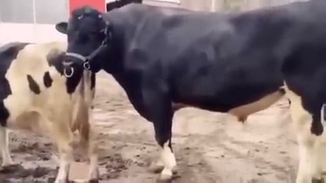 Mating Bull with cow #17 смотреть онлайн