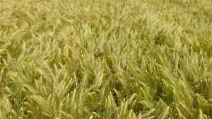 Озимый ячмень Луран 02.06 2022