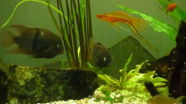Archocentrus sajica with fry (Jade Eye Cichlid) смотреть онлайн